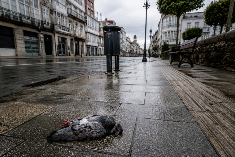 Fallos en la concesión de recogida de basura